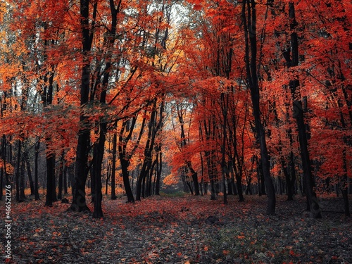 red autumn forest. Incredible atmosphere in the morning woods. Really beautiful nature.