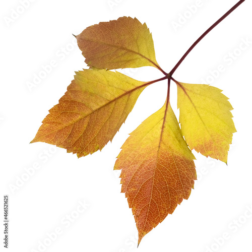 isolated image of autumn leaves close up