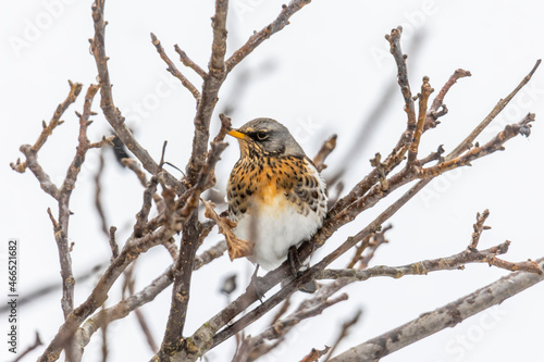Juniper thrush on a branch in winter with light snowfall © were