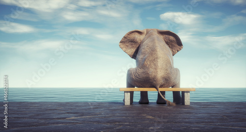 Photography Elephant sitting on bench