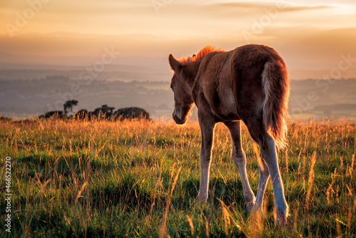 Fotografia A Dartmoor pony foal on open moorland at sunset near Pork Hill in Dartmoor Natio