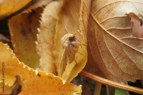 Owlet moth on yellow leafs in autumn garden, closeup photo