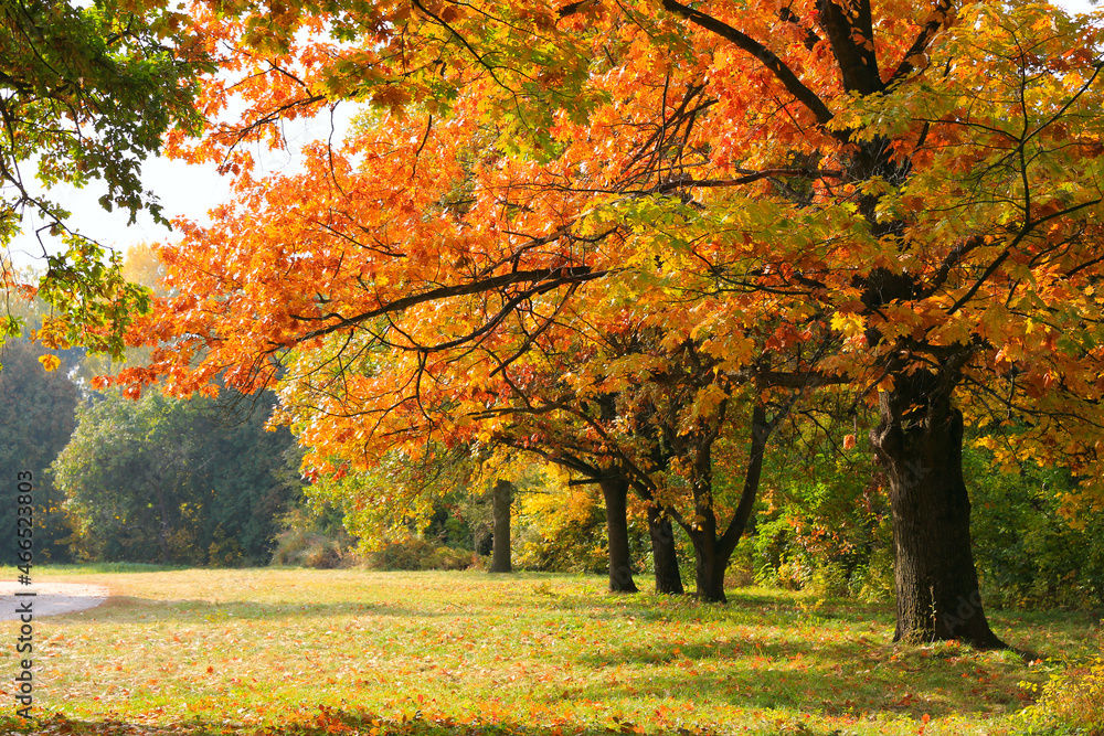 Autumn in park