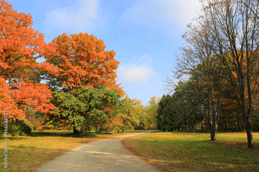 Autumn pathway in park