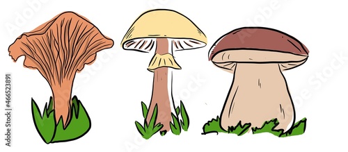 Collection of different edible mushrooms