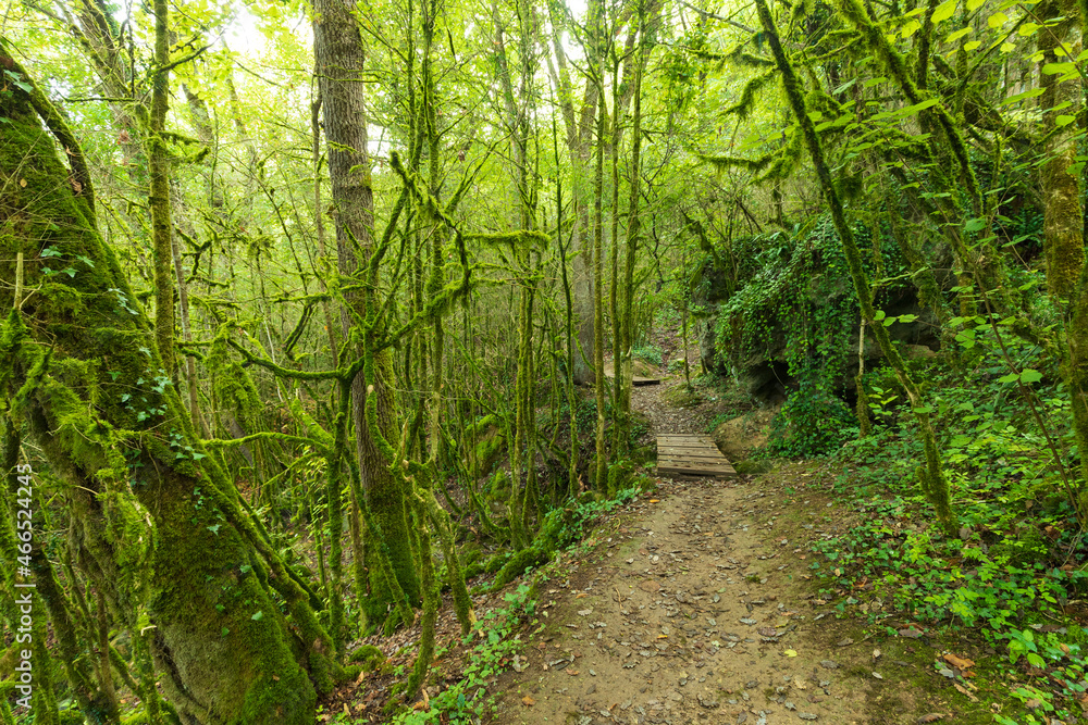 Mossy dense temperate forest