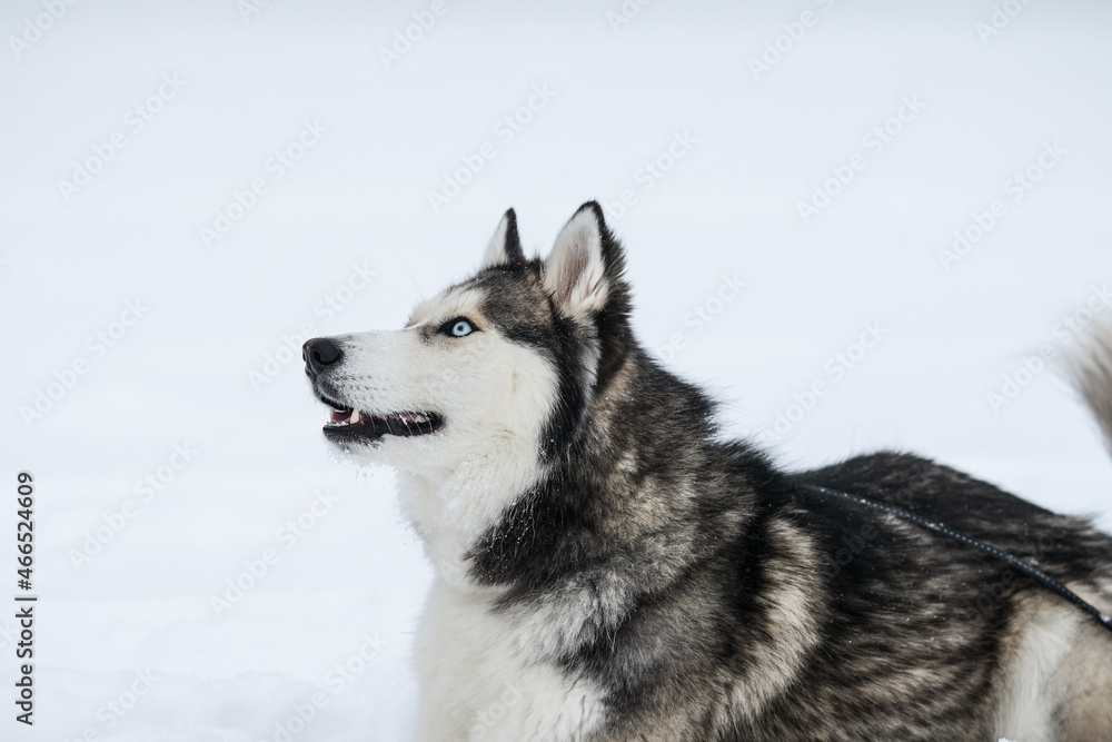 Cute Siberian husky is playing in the snow on a cold winter day