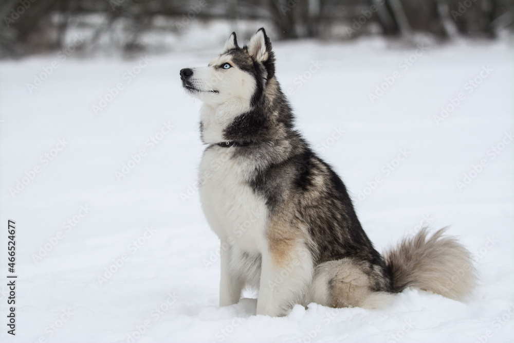 Cute Siberian husky is playing in the snow on a cold winter day Cute Siberian husky is playing in the snow on a cold winter day