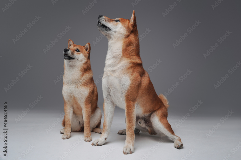 Couple of pedigreed shiba inu dogs and human person