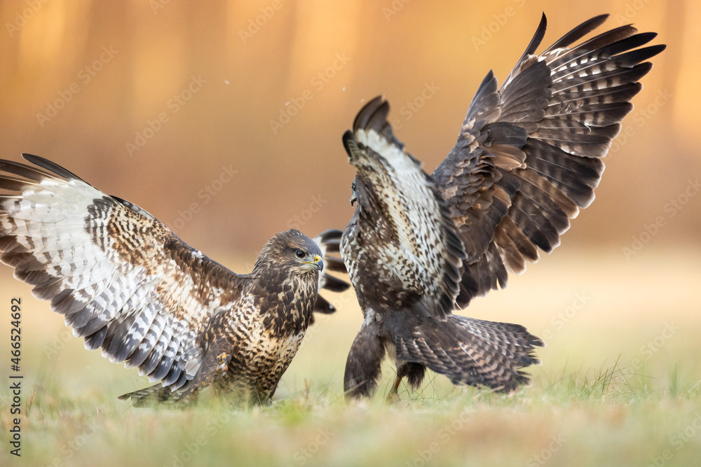 Fototapeta premium Birds - Common Buzzard (Buteo buteo)
