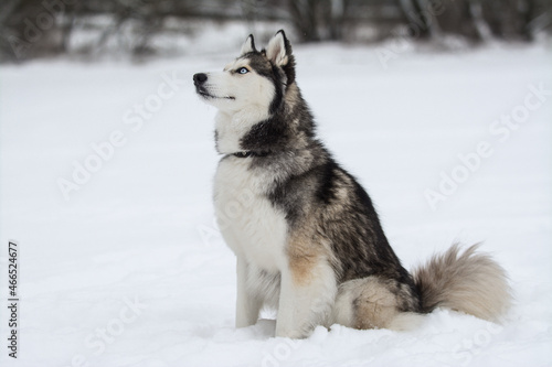 Cute Siberian husky is playing in the snow on a cold winter day © Edita