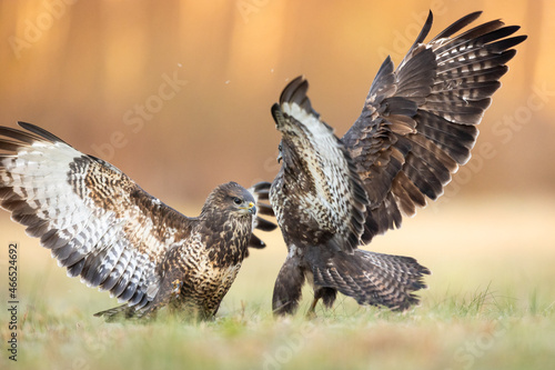 Birds - Common Buzzard (Buteo buteo)