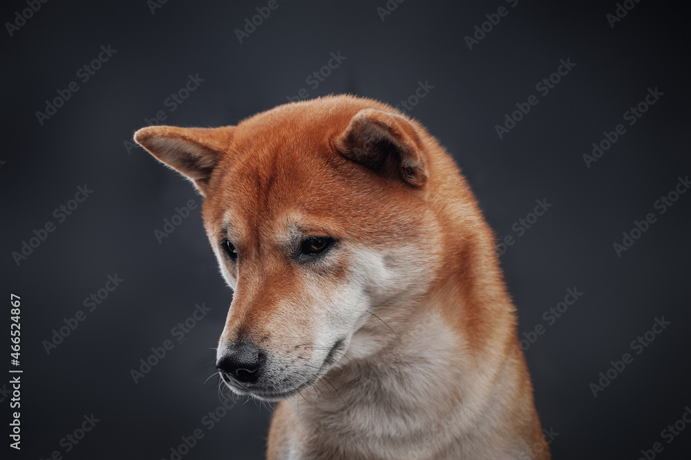 Shot of orange shiba inu dog posing against dark background