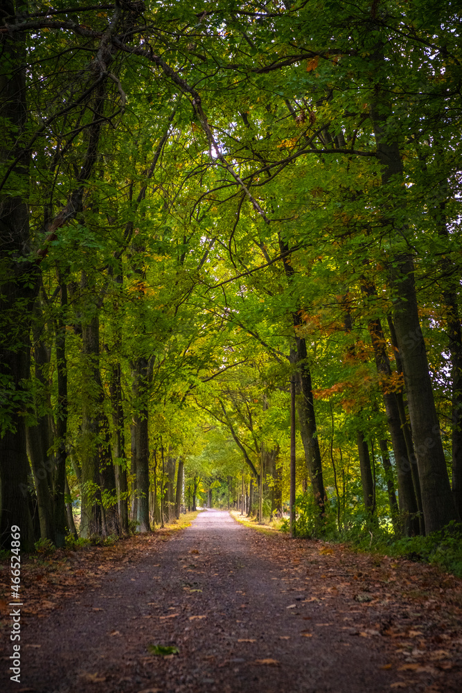 Fototapeta premium Fahrstrasse im Biosphärenreservat Oberlausitzer Heide- und Teichlandschaft