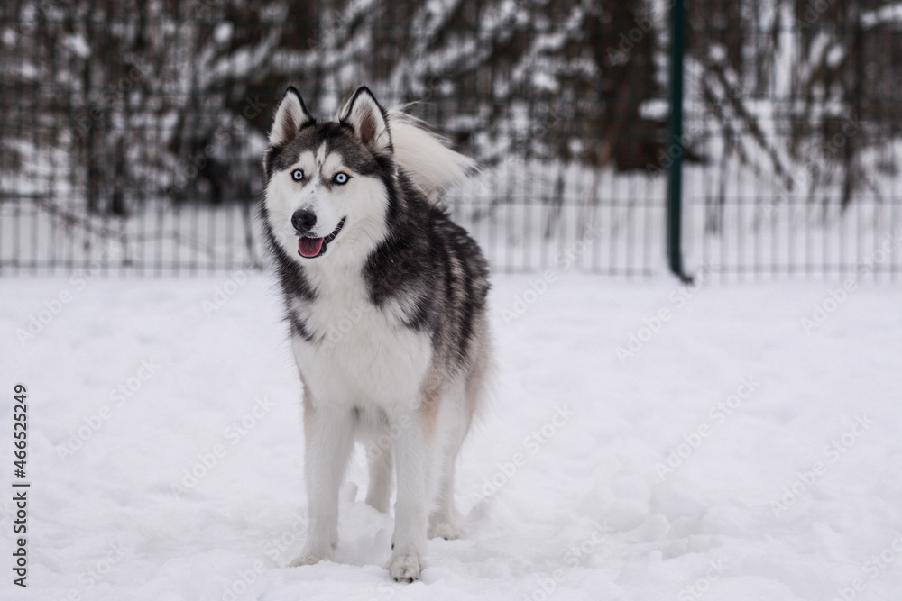 Cute Siberian husky is playing in the snow on a cold winter day