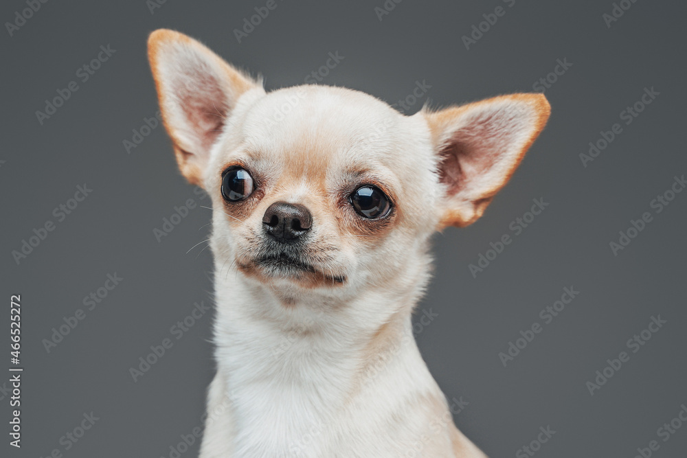 Pedigreed small chihuahua doggy posing against gray background Pedigreed small chihuahua doggy posing against gray background