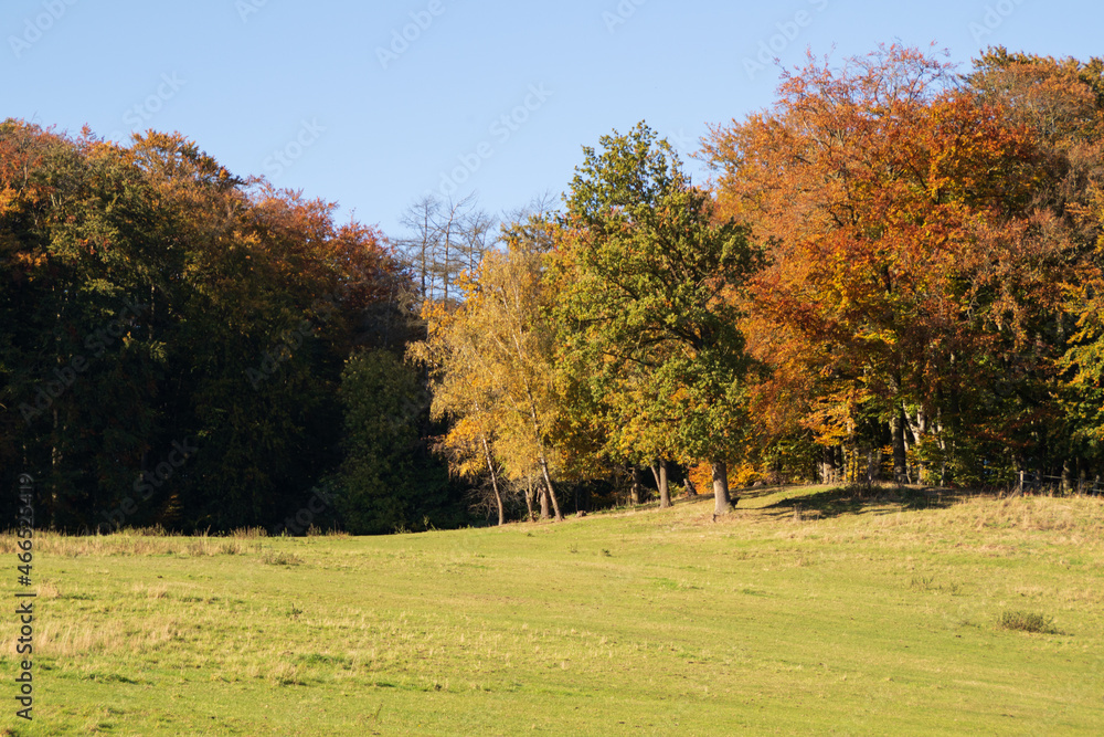 Ein Herbstwald mit einer Wiese