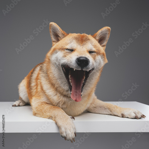 Yawning cute dog lying on white table against gray background