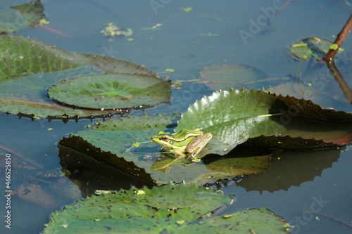 frog in the water © วอน จังมึง