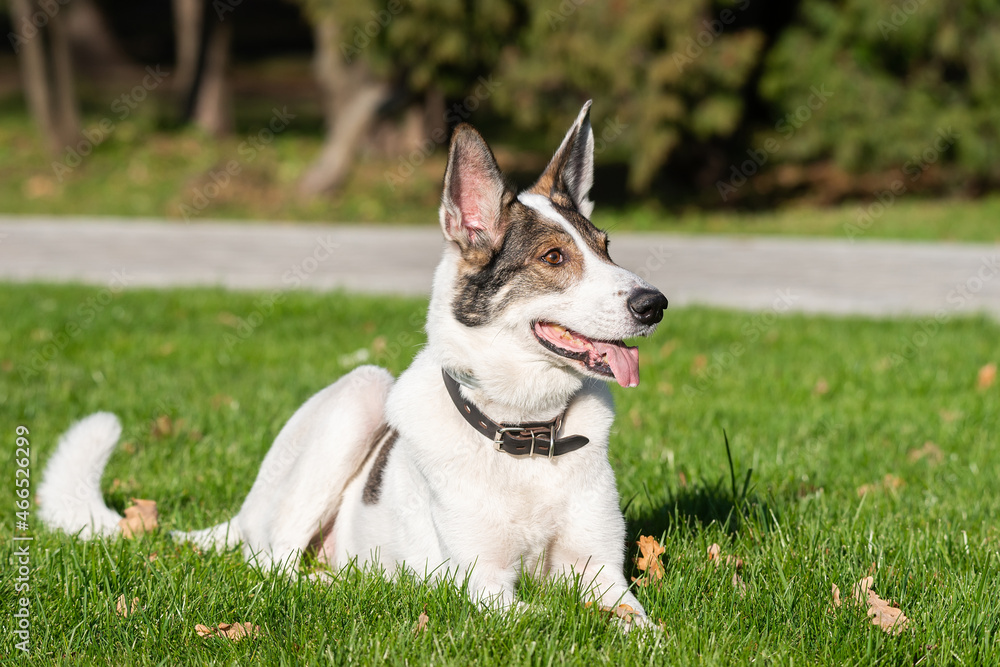 stray dog in the Park.. stray dog in the Park..