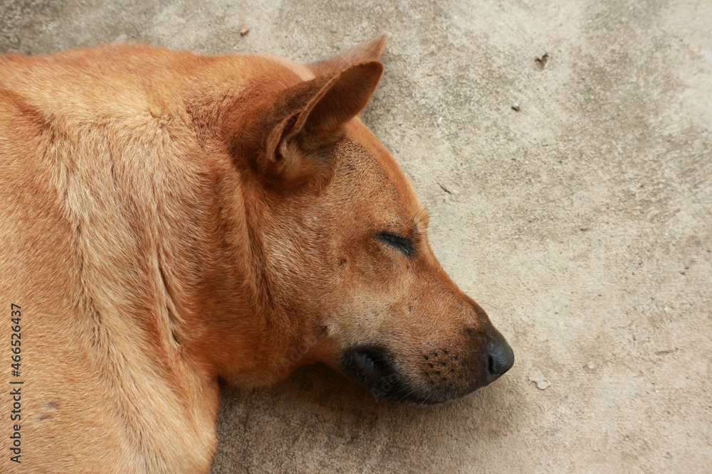dog sleeping on the beach dog sleeping on the beach