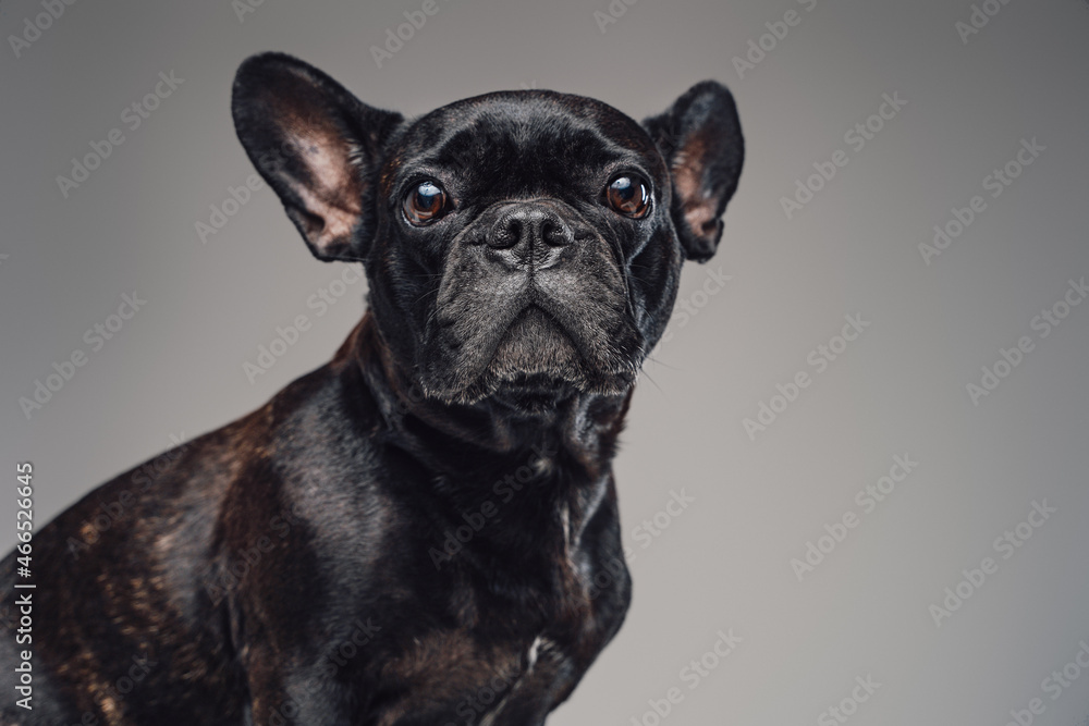 Domestic miniature bulldog with black fur looking at camera