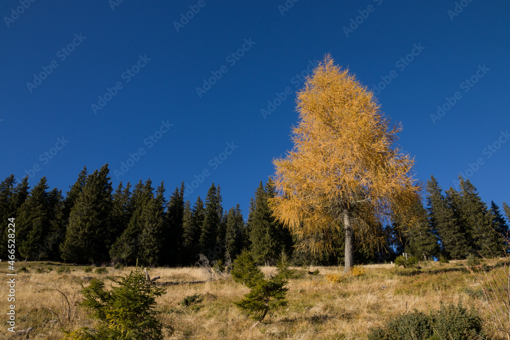 autumn in the Carpathian mountains