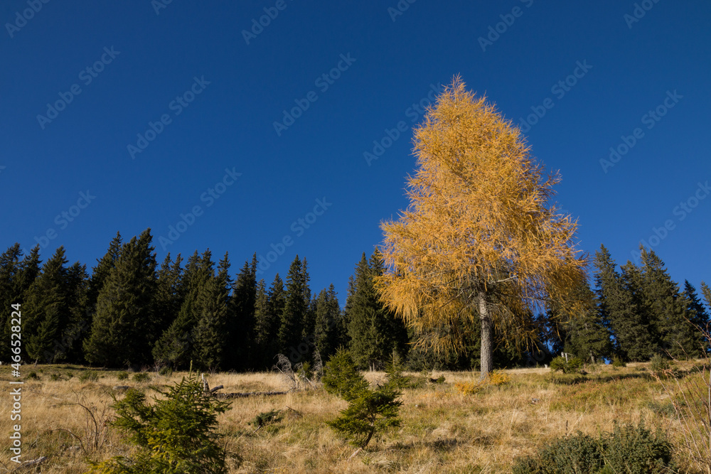 autumn in the Carpathian mountains autumn in the Carpathian mountains