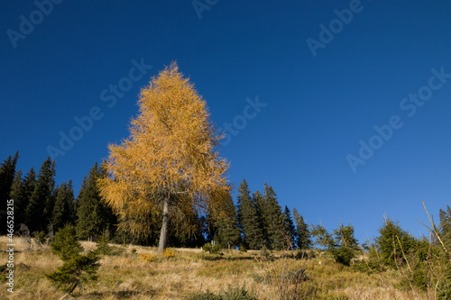 autumn in the Carpathian mountains