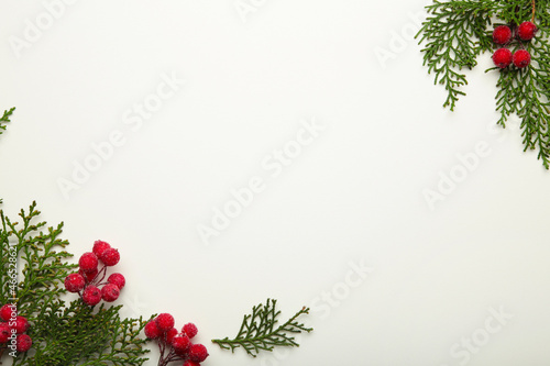 White background with thuja branches and viburnum isolated on white. Place for text. Flat lay, top view.