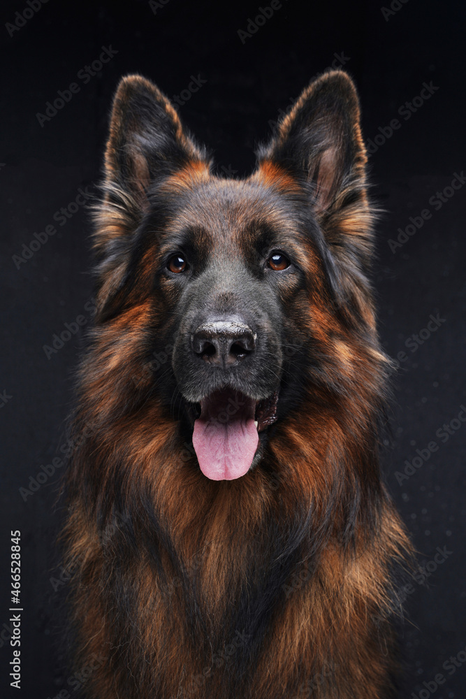 Purebred brown guard dog panting against dark background Purebred brown guard dog panting against dark background