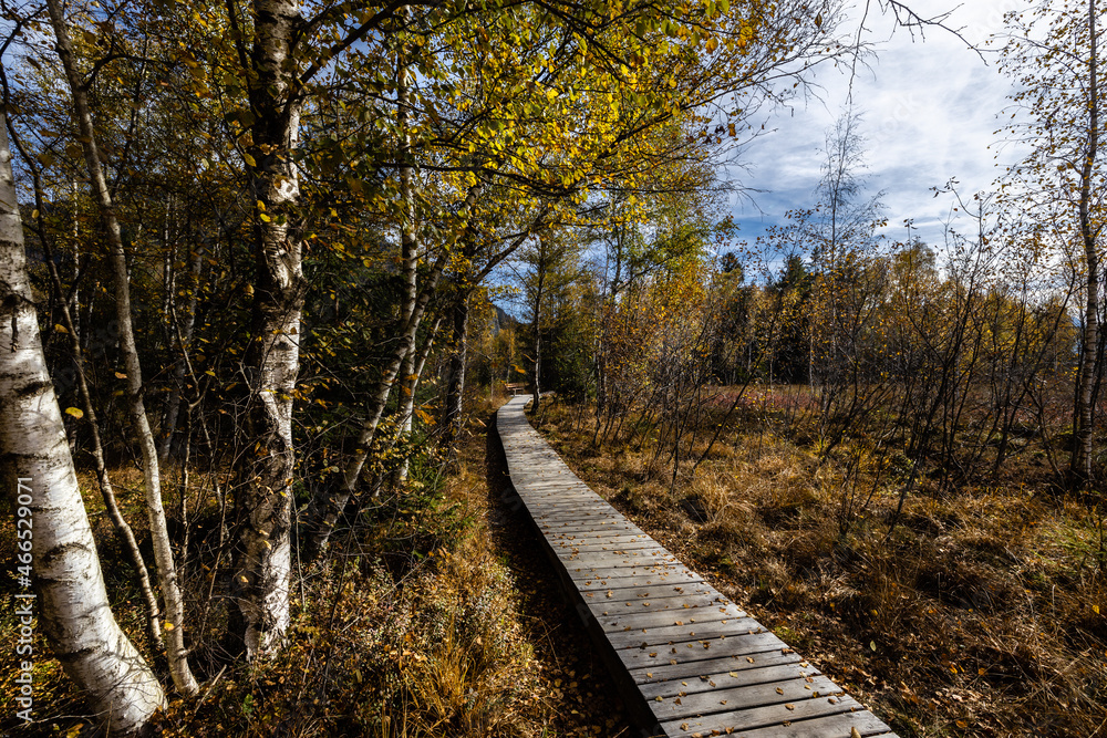 Weg durch herbstliches Hochmoor Weg durch herbstliches Hochmoor