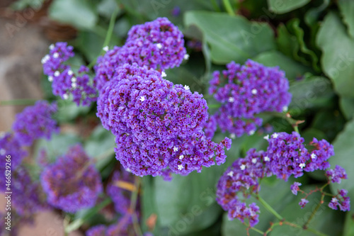 Garden Statice  Limonium sinuatum  growing and flowering in California