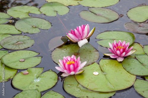 Coins in a Water Lily (nymphaeaceae) pond
