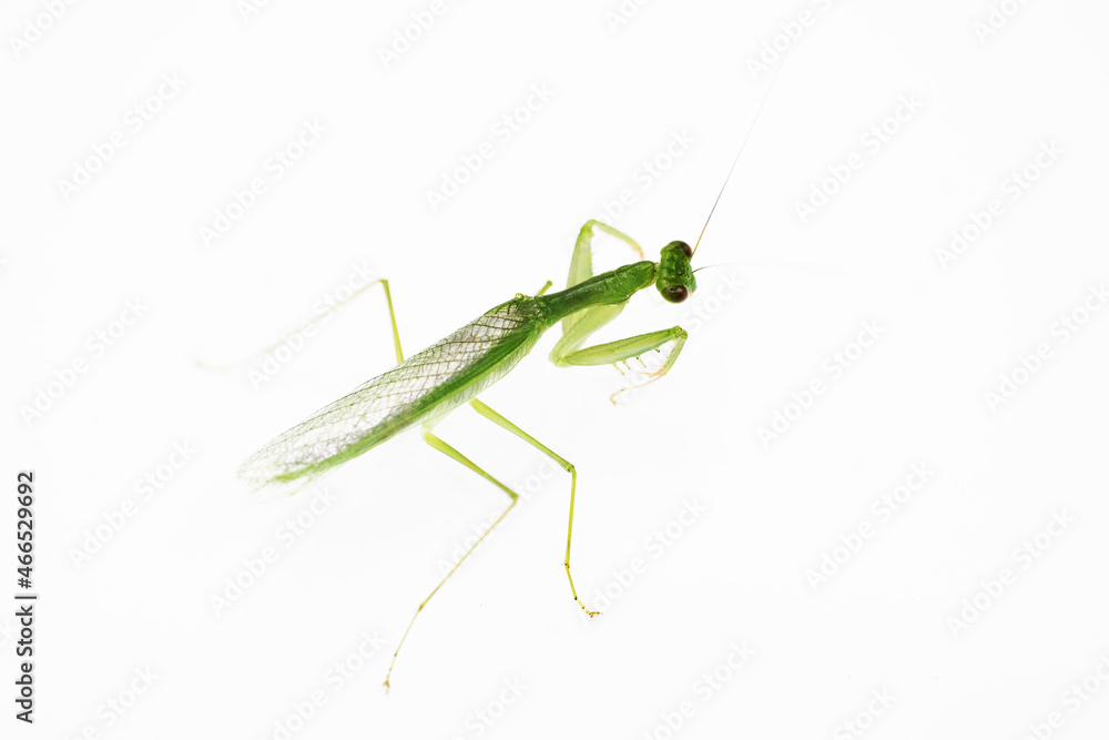 praying mantis isolated on white praying mantis isolated on white