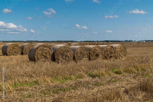 Russia. Gatchinsky district of the Leningrad region. August 28, 2021. Hay collected in rolls in the fields. photo