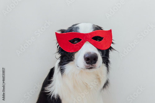 Funny portrait of cute dog border collie in superhero costume isolated on white background. Puppy wearing red super hero mask in carnival or halloween. Justice help strenght concept.