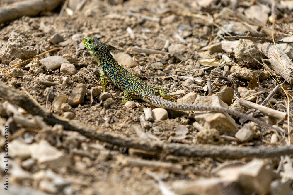 2 color lizard on earth 2 color lizard on earth