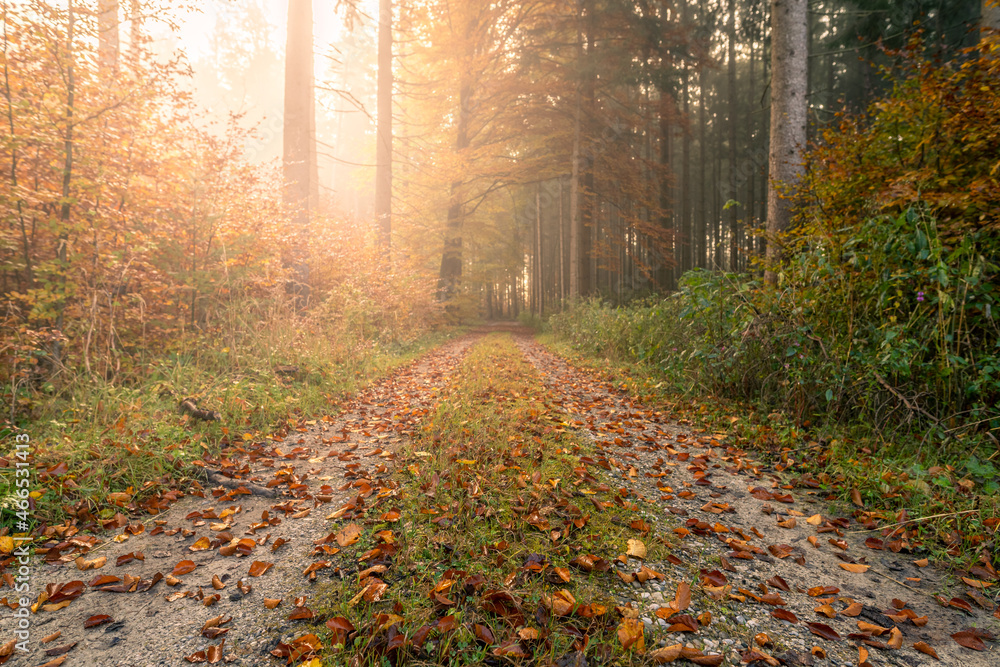 Sunlight is streaming through a fall colored forest with an idyllic rural road.