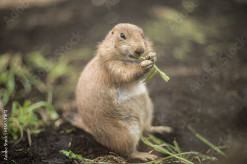 prairie dog eating some grass for his lunch © Mana Wada