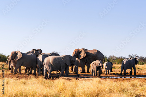 Herd of African elephants / Group of African elephants at a waterhole at sunset in Etosha National Park.