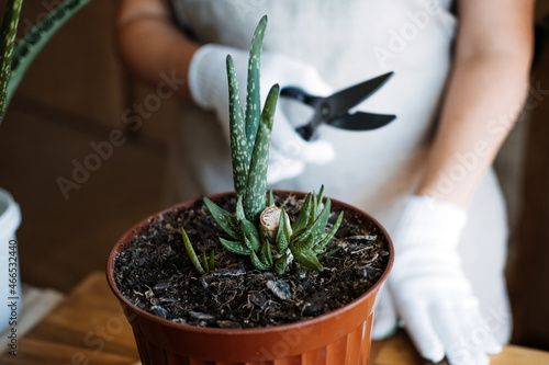How to plant and grow aloe vera succulent houseplant at home. Aloe Vera Plant Care. Female hand in garden gloves cut and re-pot Aloe barbadensis Plant, cutting off few leaves