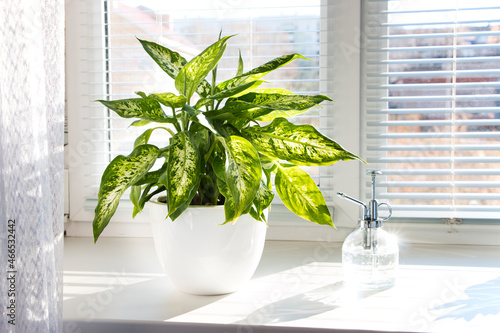 Dieffenbachia tropical plant on a sunny windowsill. Home floriculture concept.