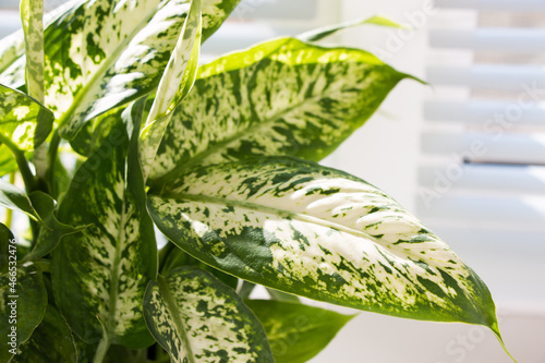 Leaves of an ornamental plant dieffenbachia close-up.