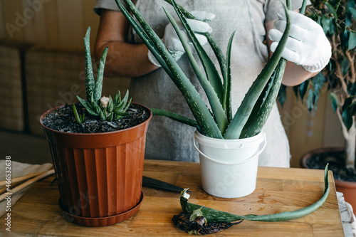 How to plant and grow aloe vera succulent houseplant at home. Aloe Vera Plant Care. Female hand in garden gloves cut and re-pot Aloe barbadensis Plant, cutting off few leaves
