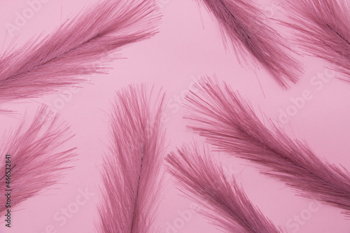 Feathers of pink color on a pink background. © Ekaterina Petrukhan