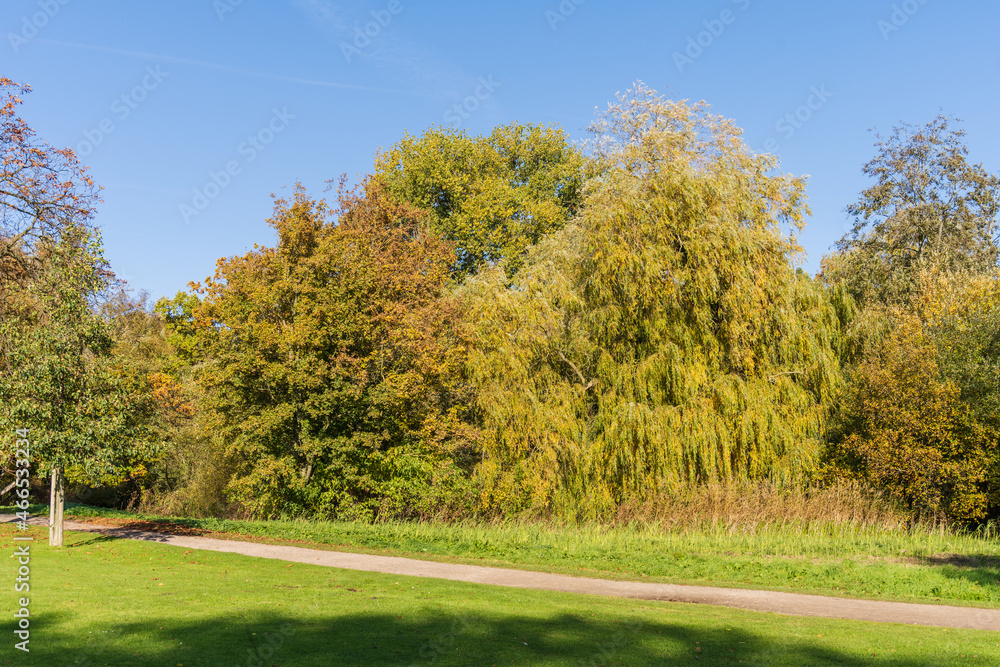 Naklejka premium Parkanlage Moorteichwiese in Kiel mit Vegetation in bunten Herbstfarben
