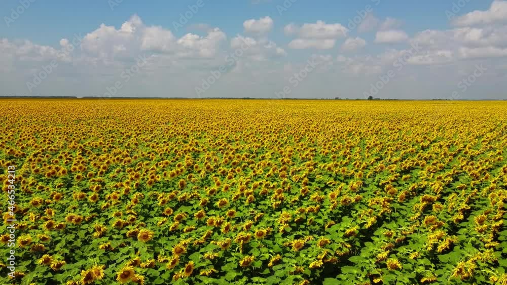 Cloudy sky over a sunflower field, aerial view. Agricultural field.
Cloudy sky over a sunflower field, aerial view. Agricultural field.