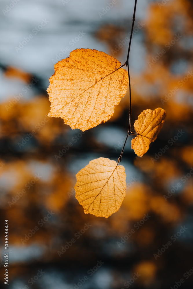 Obraz premium autumn leaves