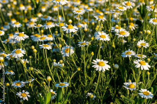 Chamomile wildflowers close-up. A beautiful nature scene with a blooming medical daisy. A beautiful meadow. Summer background.